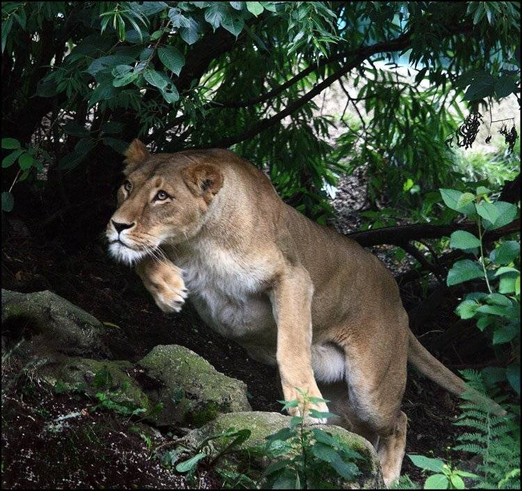 Прыжок. Автор: teamS , teamS