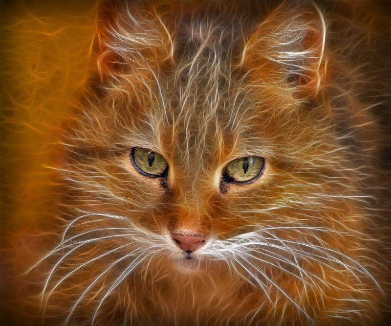 Котофотоphoto preview