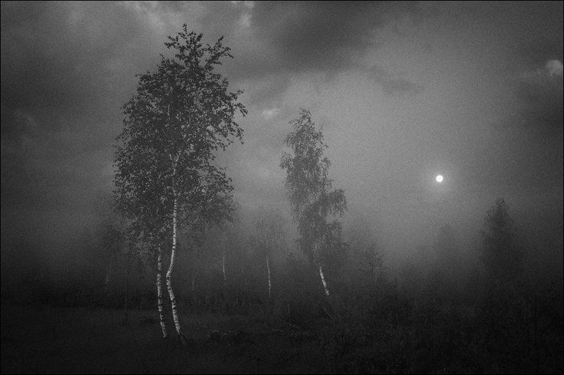 Раннеутренняя летняя болотная чб картинка с луной и березамиphoto preview