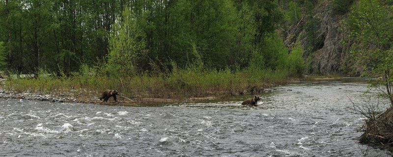 медведи Медвежий островокphoto preview
