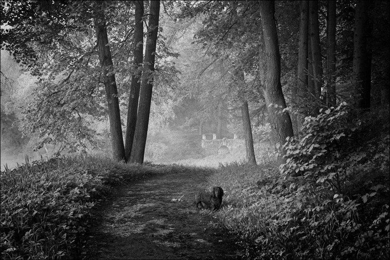 Летняя утренняя чб картинка с собакой на тропинке в Середниковоphoto preview