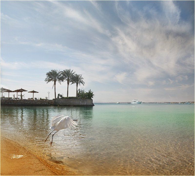 египет, хургада, утро, море, цапля Отрыв фото превью