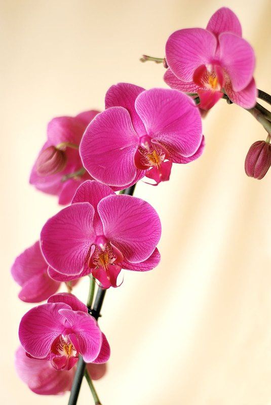 Ветка орхидеиphoto preview