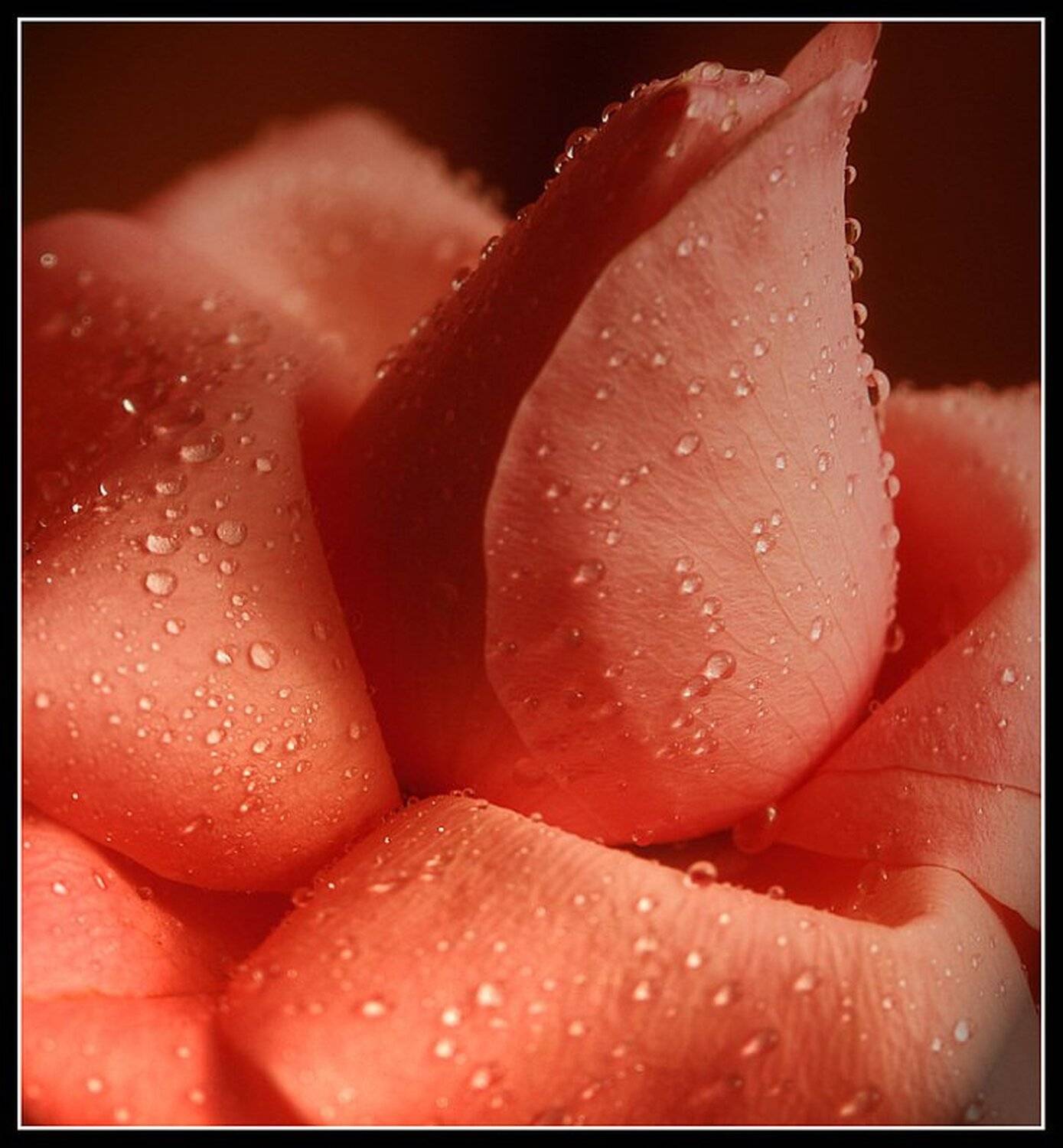 Капельки. Автор: Sate , Sate