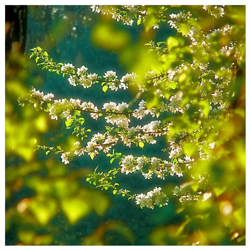 май, листва, усадюба, суханово Май. Весна пружинила листвоюphoto preview