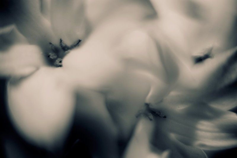 L\'arome de la jacinthe 2/2photo preview