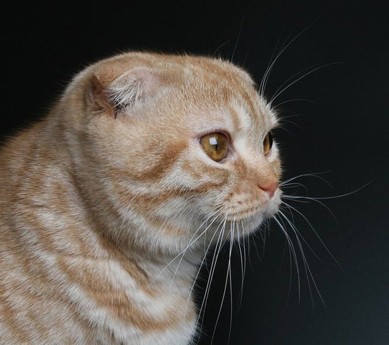 кот, британский вислоухий ***photo preview