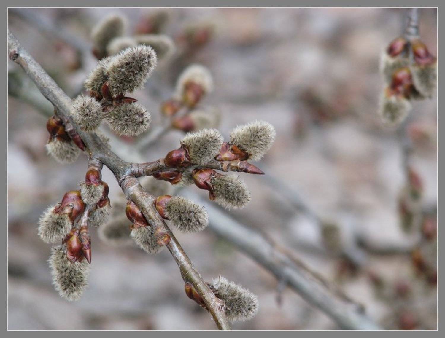 вербное, воскресенье, Olga Panteleeva