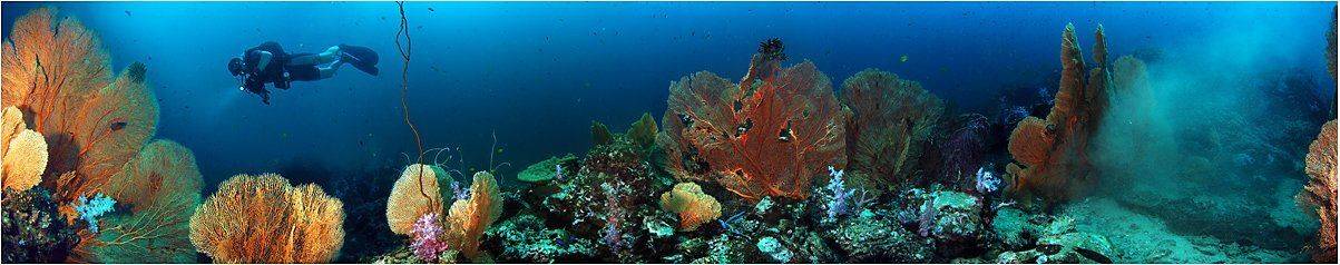 симиланы, Сергей Шанин