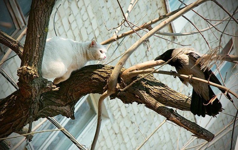 Aliens vs Predatorphoto preview