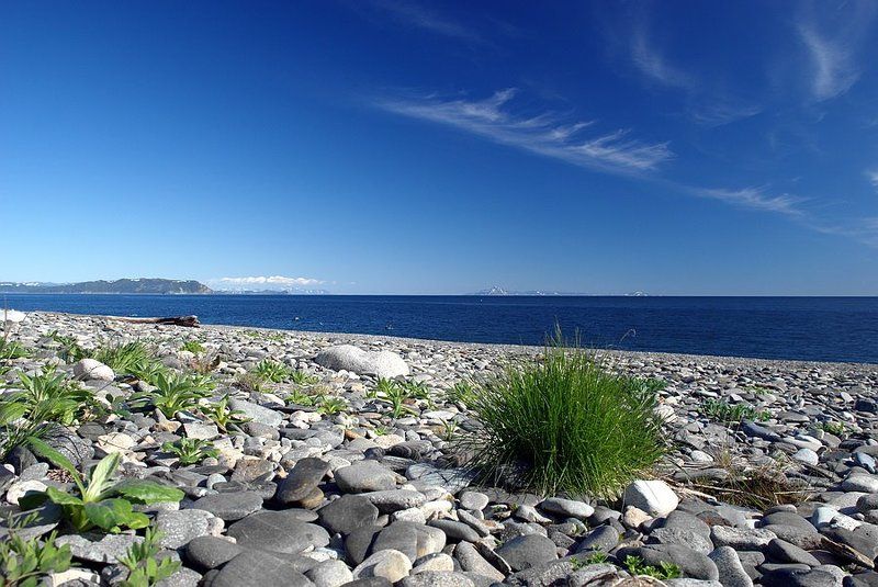 пейзаж про бодрый куст...)photo preview