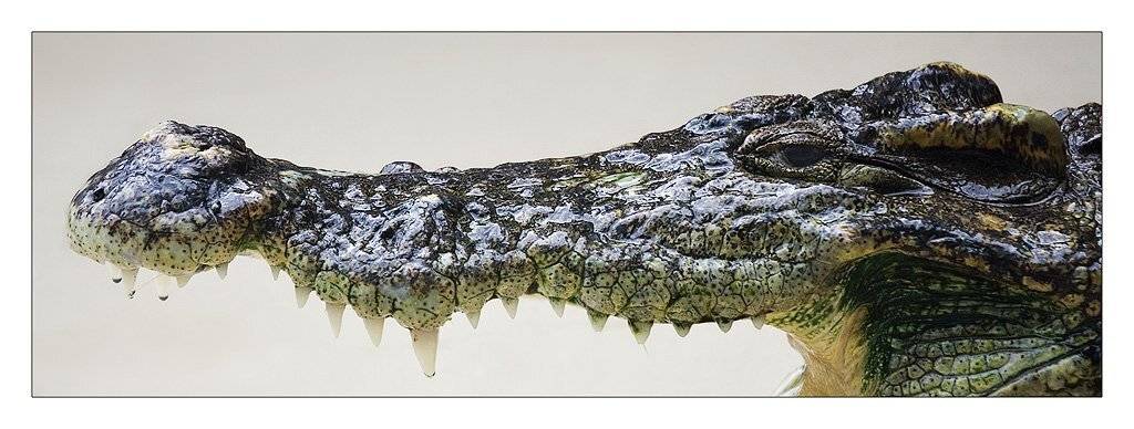 -VVVVV-. Автор: Nx , Nx