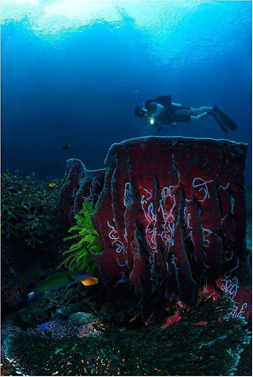 Explorer. Автор: Сергей Шанин симиланы, губка, Сергей Шанин