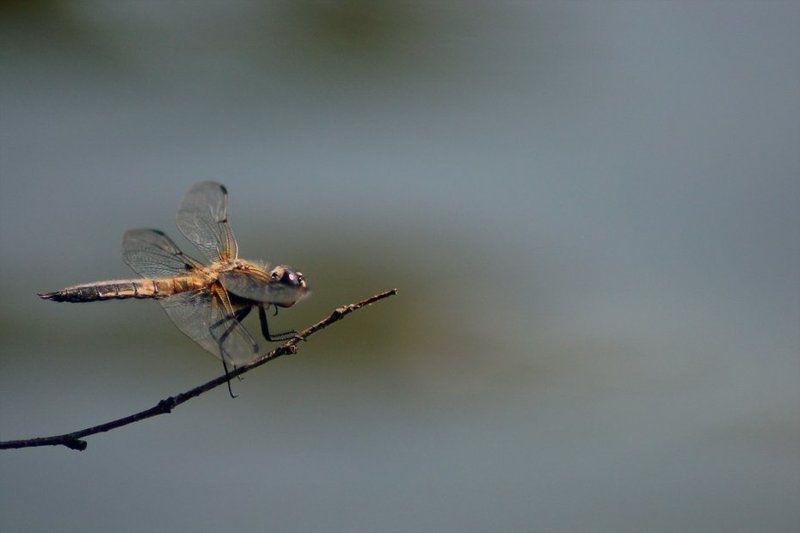 стрекоза, макро, озеро На взлетphoto preview