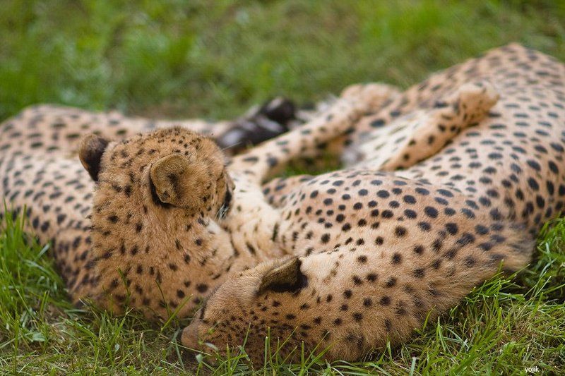 Вечно спящее царство=)photo preview