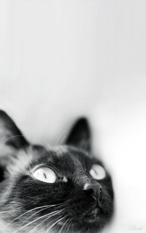 кошка,  мечты, сиамка, пыльная Dust Cat фото превью