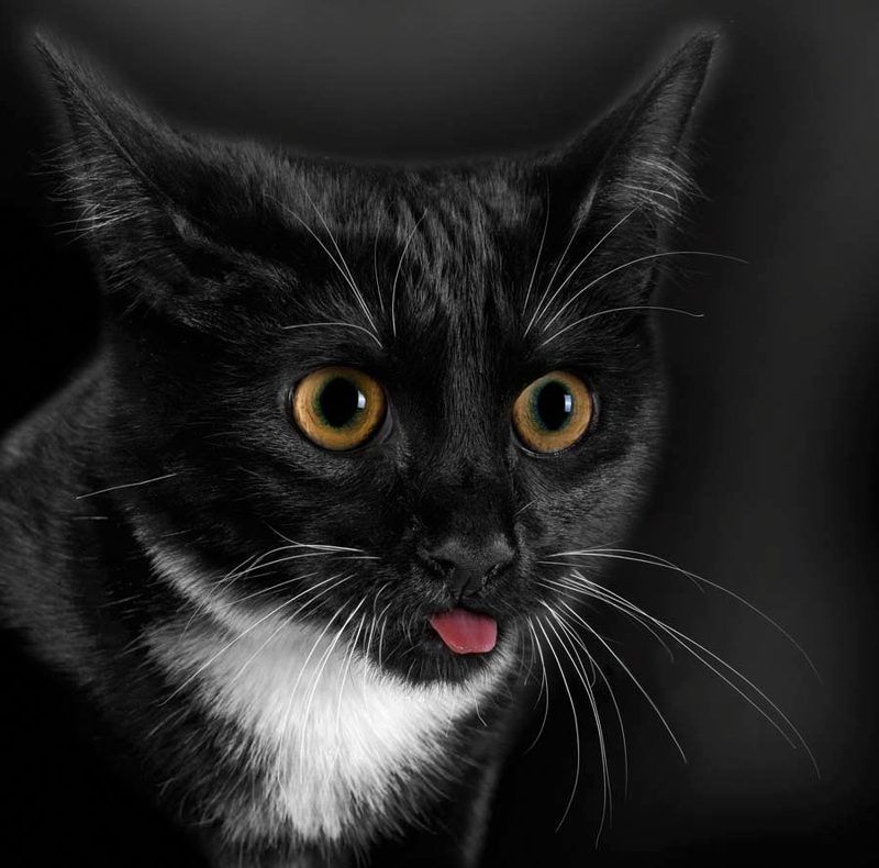 кот Бе-бе-бе!photo preview