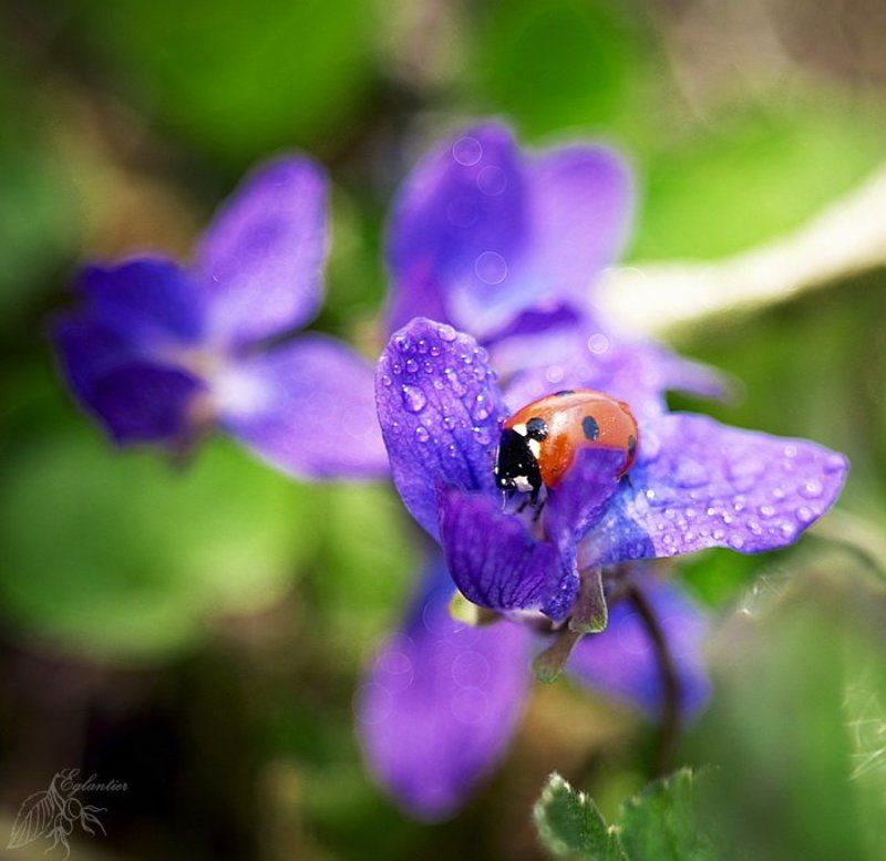макро, цветы, божья, коровка, фиолетовый, красный, весна Большой мир для Маленькой Коровки.)photo preview