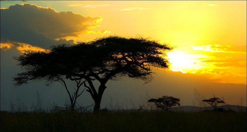 танзания, серенгети ***photo preview