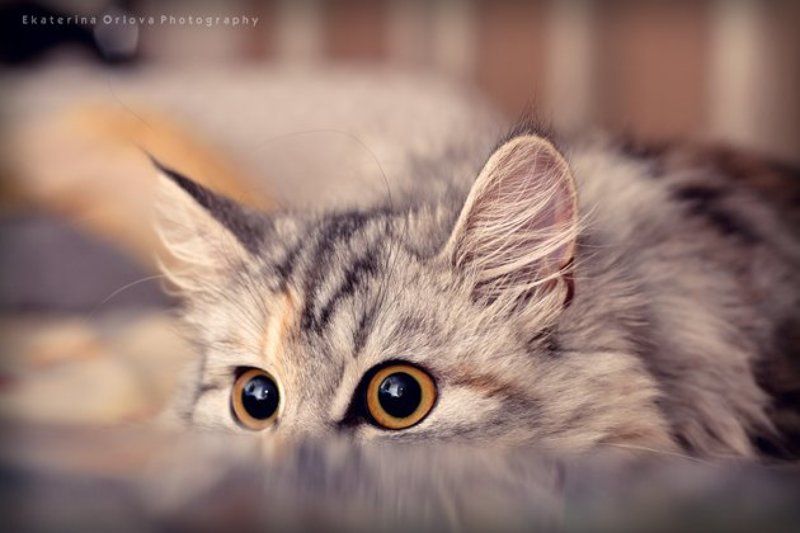 ...а оттуда вот такие большие глаза!photo preview