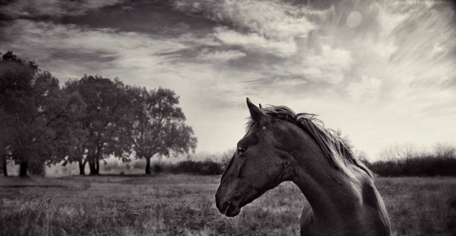 Грация. Автор: Денис Богомолов , Денис Богомолов