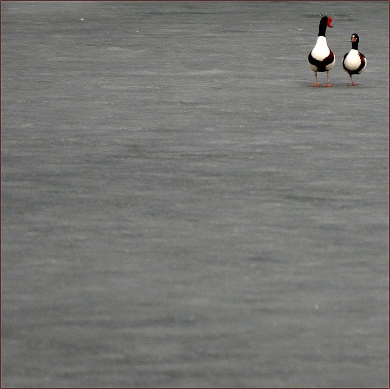 гусь, гусыня, лёд, снег, беседа, , простор, уединение Разговор о главномphoto preview