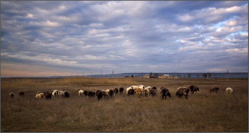 отара овец или вечер,возвращение домой..photo preview