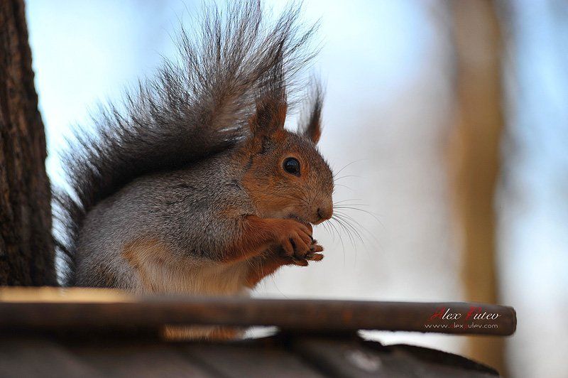белка,природа,весна Рыжаяphoto preview