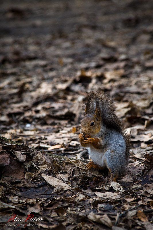 весна,белка,парк Что смотришь? Видишь я обедаю ...photo preview