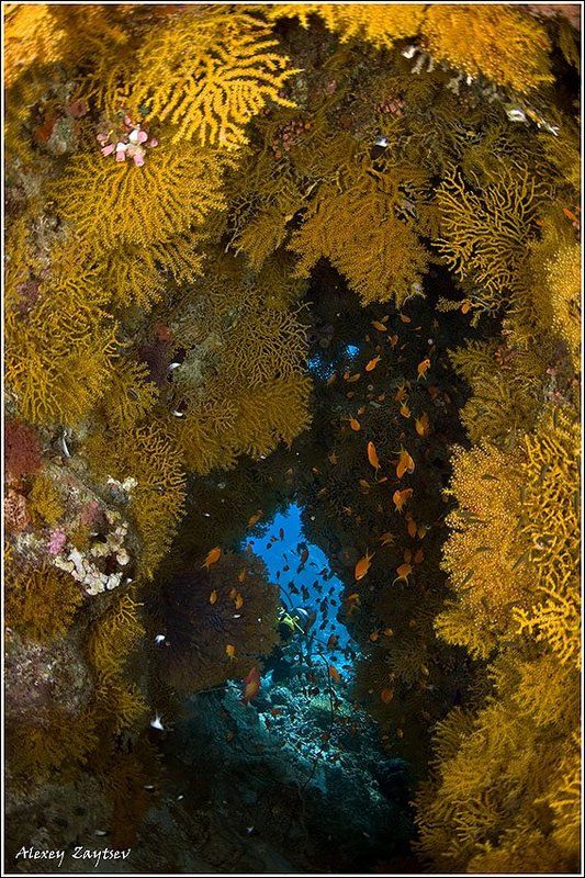 зайцев, обучение, подводной, фотографии, , красное, море, пещерка Cavephoto preview