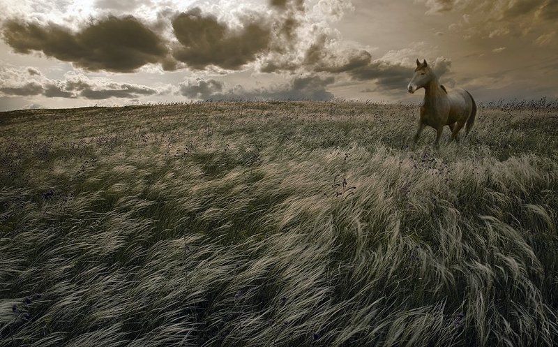 комп-арт, ковыль, конь, свобода, воля Свободаphoto preview