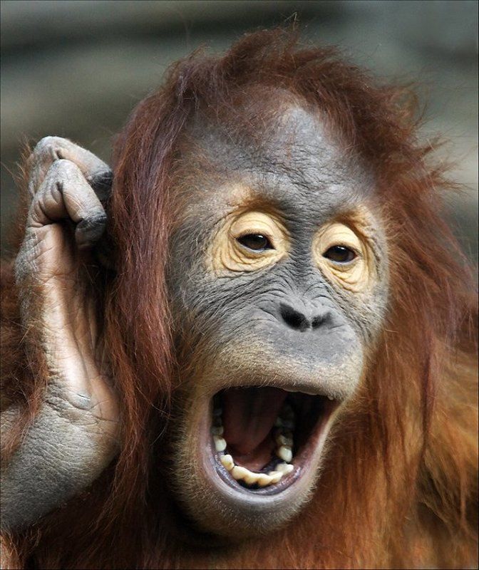 Алло,гараж!photo preview