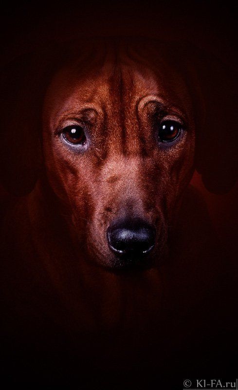 Взглядphoto preview