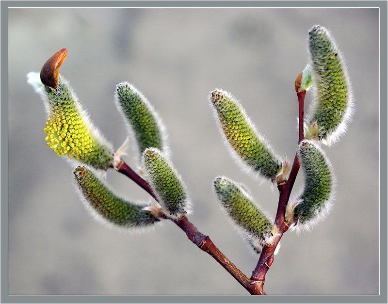 ивняк Ивнякphoto preview