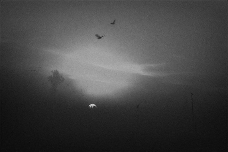 Рассветная болотная картинка с деревьями, чайками и солнцем в густом туманеphoto preview