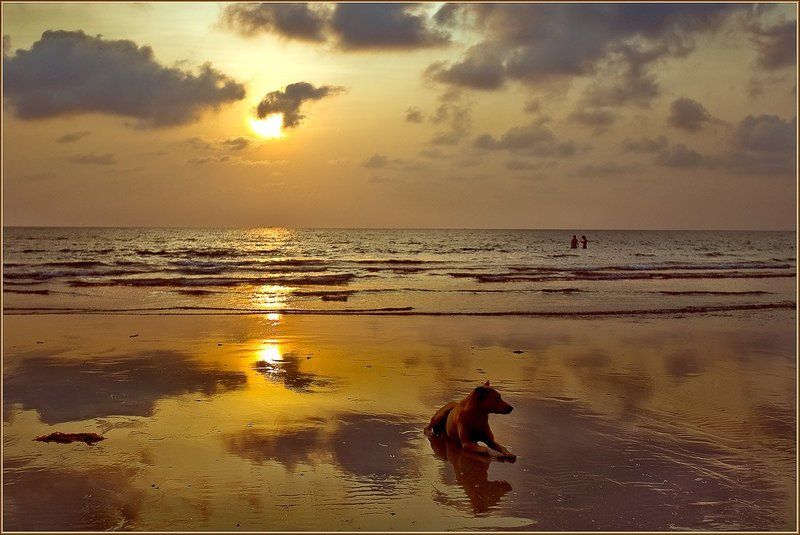 таиланд, ко чанг, волна, закат, собака Вечер на Чангеphoto preview