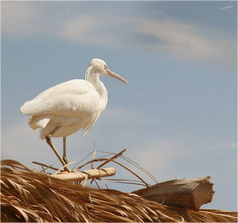 египет, хургада, утро, море, цапля Медитация фото превью
