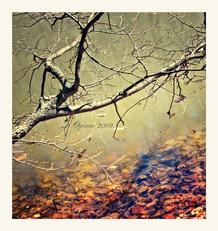 вода,дерево о водеphoto preview