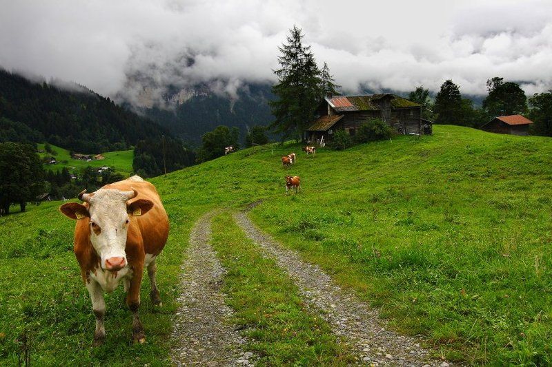 Альпыphoto preview