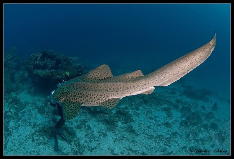 фото нападение на дайвера...photo preview