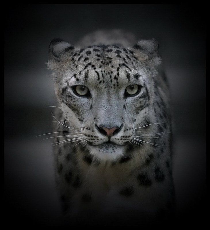 Стелмарияphoto preview