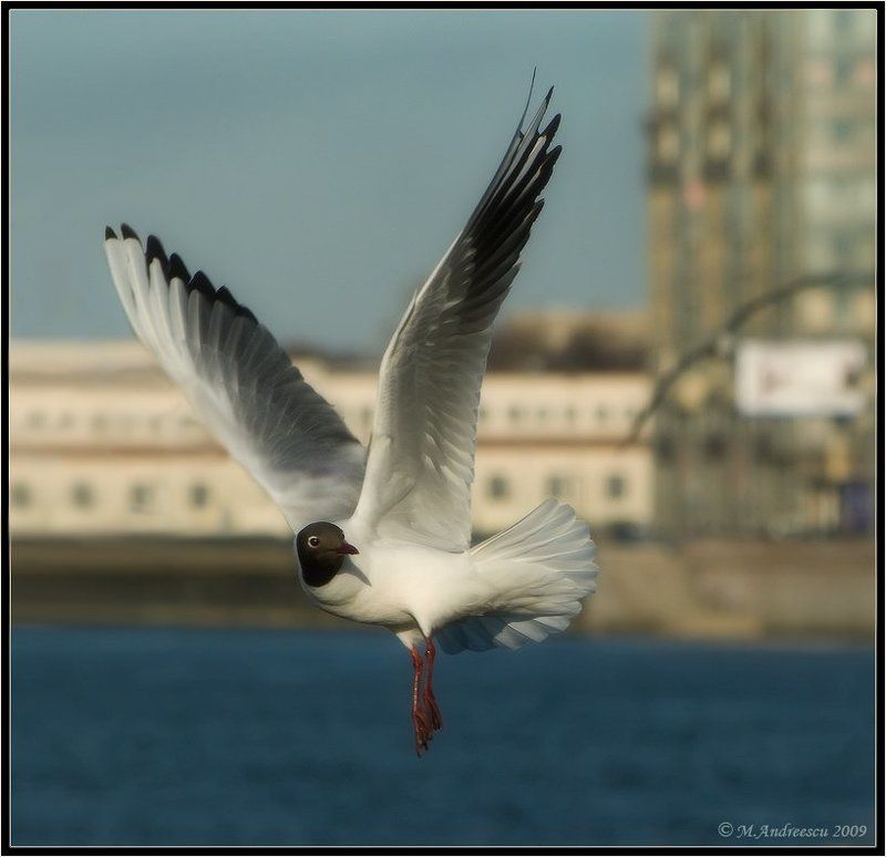 чайка, птица, птицы, пернатые Невское болеро (Этюд №1)photo preview