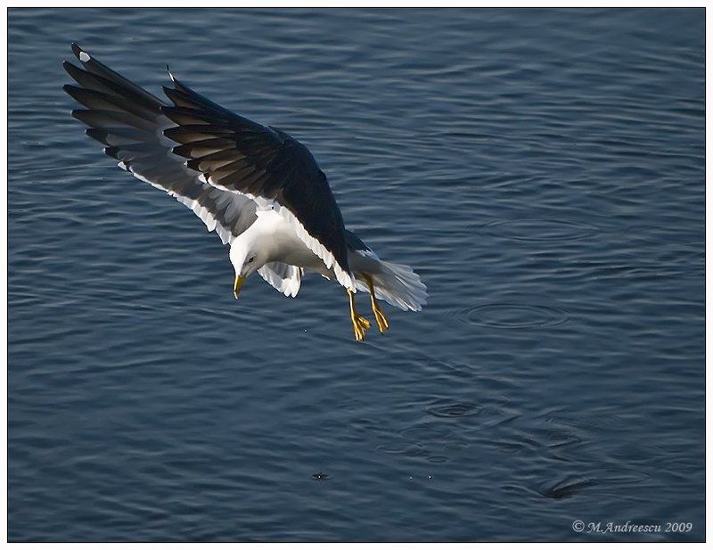 чайка, птица, птицы, пернатые, нева, питер, петербург Невское болеро (Этюд №2)photo preview