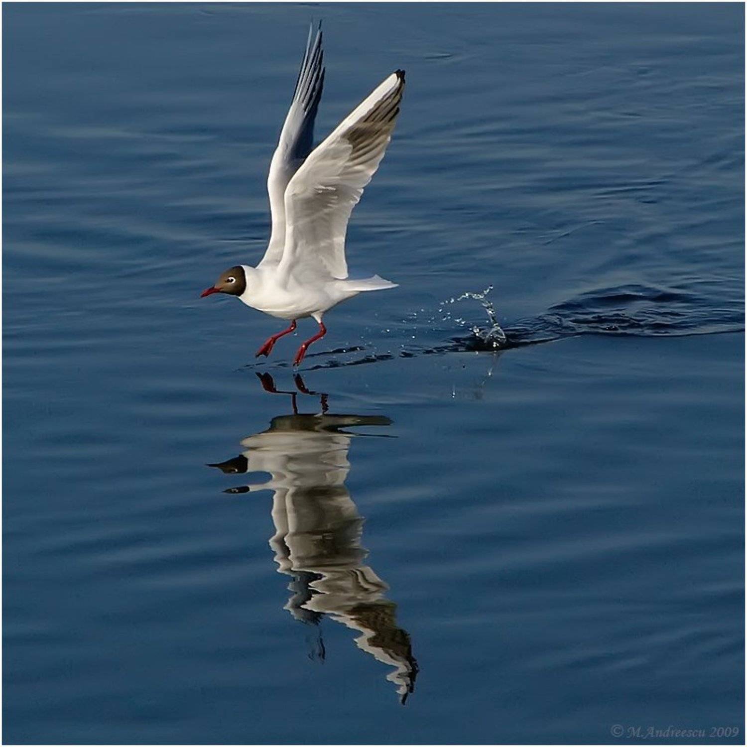 чайка, птица, птицы, пернатые, нева, питер, петербург, Михаил Андриеску