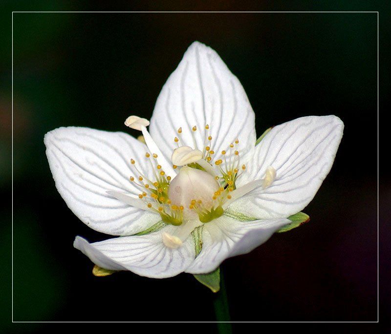 белозор Белозор болотныйphoto preview