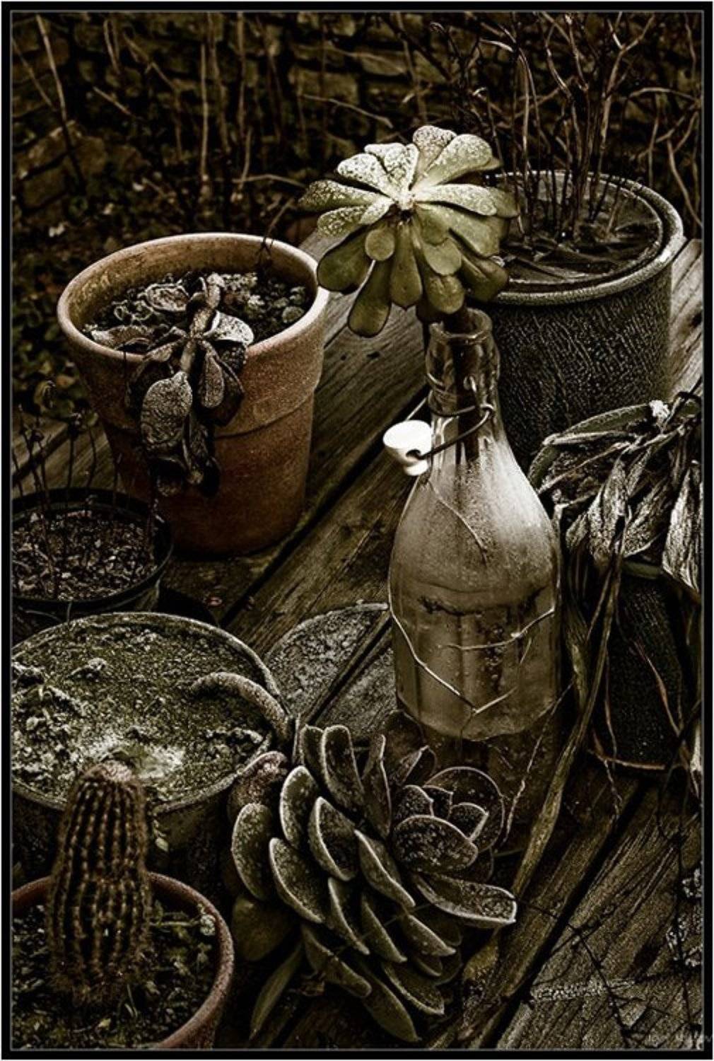 цветы, Sebastiano Pereira