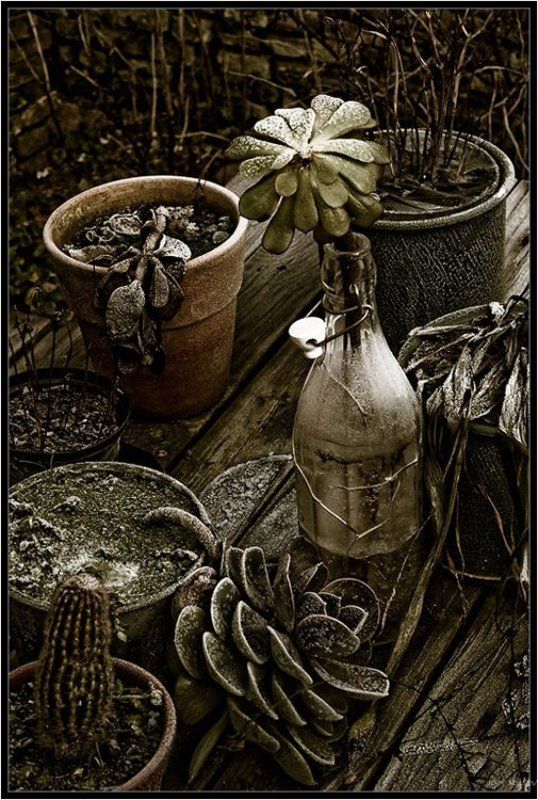 цветы Зимние кактусыphoto preview