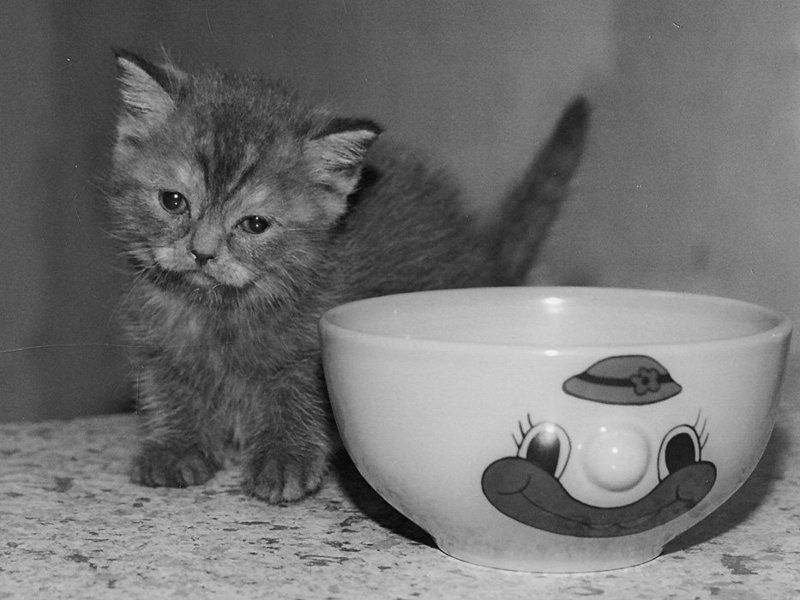 плёнка, котёнок, чашка Котофотоphoto preview