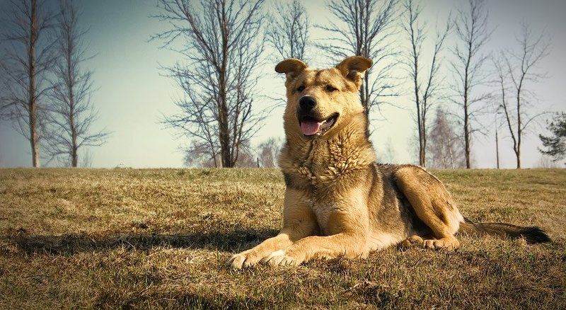 Сторожphoto preview