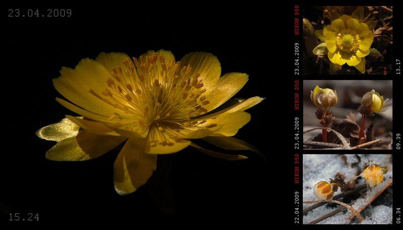 Хроника одного расследования, или Адонис амурский (Adonis amurensis)photo preview